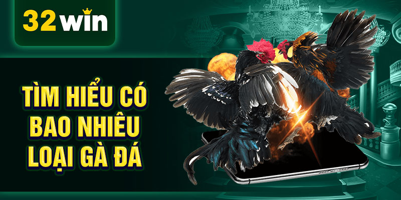 Tìm hiểu có bao nhiêu loại gà đá