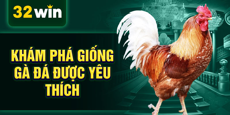 Khám phá giống gà đá được yêu thích Khám phá giống gà đá được yêu thích