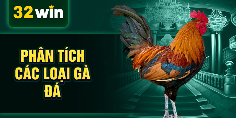 Phân tích các loại gà đá Phân tích các loại gà đá
